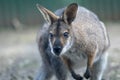 Close up small wallaby,