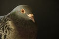 Close up face of speed racing pigeon bird on black