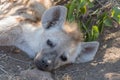 Close-up of the face of a spotted hyaena cub Royalty Free Stock Photo