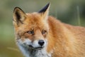 Close up of the face of a staring European red fox Vulpes vulpe Royalty Free Stock Photo
