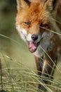 Close up of the face of a staring European red fox Vulpes vulpe Royalty Free Stock Photo