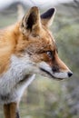 Close up of the face of a staring European red fox Vulpes vulpe Royalty Free Stock Photo