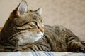 Close-up face of a striped brown cat with copy space. Tabby cat with green eyes lying in bed on a beige background. The cat is