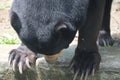 Close up of the face of a sun bear's head bending towards