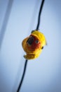 Close up face of sun conure parrot hanging on electric wire