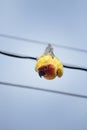 Close up face of sun conure parrot hanging on electric wire