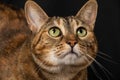 Close-up of the face of a tabby cat with green eyes, looking up, on black background Royalty Free Stock Photo