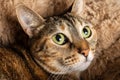 Close-up of the face of a tabby cat with green eyes, lying on bed Royalty Free Stock Photo