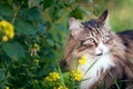 close-up face tabby norwegian forest cat on the grass