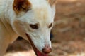 Dingo profile portrait Royalty Free Stock Photo
