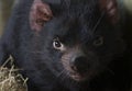 Close up Face of Tasmanian Devil