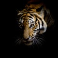 Close up face tiger isolated on black background Royalty Free Stock Photo