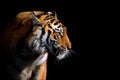 Close up face tiger isolated on black background Royalty Free Stock Photo