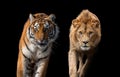 Close up face tiger and lion isolated on black background Royalty Free Stock Photo
