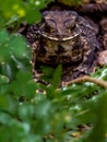 The face of a Toad Bufo melanostictus Royalty Free Stock Photo