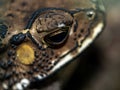 Close-up of the face of a Toad Bufo melanostictus Royalty Free Stock Photo