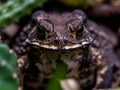 Close-up of the face of a Toad Bufo melanostictus Royalty Free Stock Photo