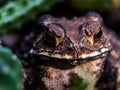 Close-up of the face of a Toad Bufo melanostictus Royalty Free Stock Photo