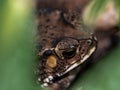 Close-up of the face of a Toad Bufo melanostictus Royalty Free Stock Photo