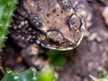 Close-up of the head of a Toad Bufo melanostictus Royalty Free Stock Photo