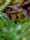 Close-up of the face of a Toad Bufo melanostictus Royalty Free Stock Photo