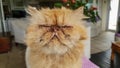 Close up of the face of an ugly cat with its eyes closed tightly. Royalty Free Stock Photo