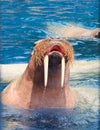 Close up face of walrus with big ivory teeth in deep sea water Royalty Free Stock Photo