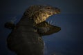 Close up face of water lizard monitor in wilderness water pool Royalty Free Stock Photo