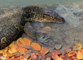 Close up face of Water monitor Varanus salvator lying in water p