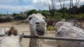 Close up of the face of a white donkey in a corral