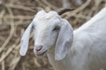 Close up face of white goat, goat portrait Royalty Free Stock Photo