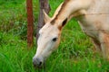 Closeup on the face of a white horse eating grass. Royalty Free Stock Photo