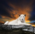 Close up face of white lioness lying on rock cliff against beaut Royalty Free Stock Photo