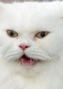 Close Up Face White Persian Cat