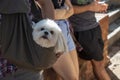 Close-up of the face of a white Shih Tzu looking out from a sling pet carrier with a torso view of people relaxing in background