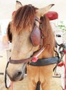 Close up face of working horse with eyes blind path