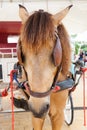 Close up face of working horse with eyes blind path