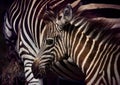 Close up face of young african wilderness zebra pony in field Royalty Free Stock Photo