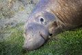 Close Up Face Young Male Northern Elephant Seal on Grassy Beach Royalty Free Stock Photo