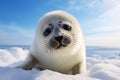 Cute young seal pup with white fur in snow