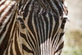 A close up of the face of a zebra.
