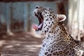 Close up facial portrait of an adult Asian leopard yawning