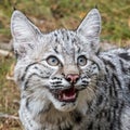 Bobcat Kitten