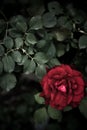 Close up of faded colorful blossom rose plant, nature detail backdrop