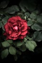 Close up of faded colorful blossom rose plant, nature detail backdrop