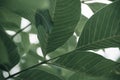 Close up of faded colorful leaf background, nature backdrop