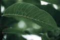 Close up of faded colorful leaf background, nature backdrop