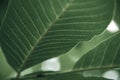 Close up of faded colorful leaf background, nature backdrop