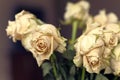 Close up of faded dry white rose. Withered flowers. Tinted photo