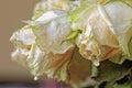Close up of faded dry white rose. Withered flowers. Tinted photo Royalty Free Stock Photo